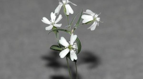 planta readusa la viata dupa 30 000 de ani video