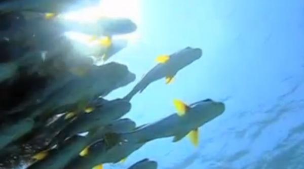 video varianta subacvatica a google street view prin marea bariera de corali