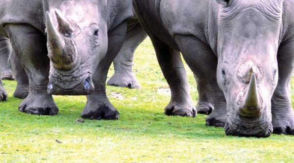 bufalaul o noua specie involvata in adrenalimba romana