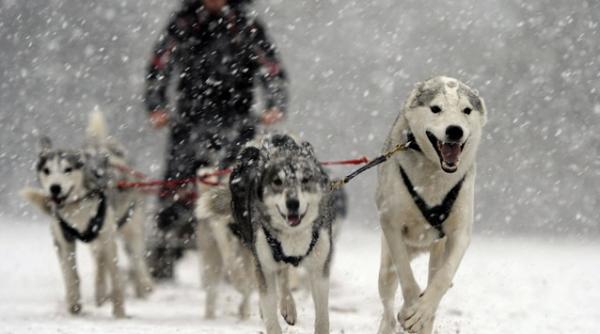 insider in regatul husky lumea fascinanta a cainilor nordici de competitie foto