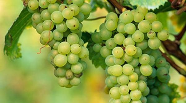 strugurii si rodiile cocteiluri anti imbatranire