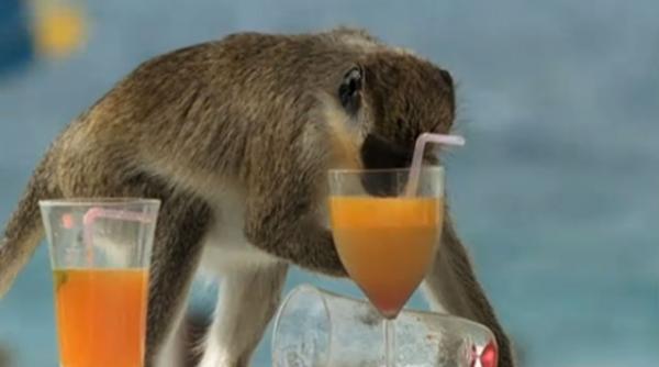 video maimutele betive din caraibe fura paharele cu alcool ale turistilor