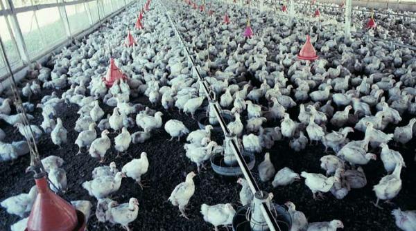 gainile nestresate au scumpit ouale cu 50 urmeaza prajiturile