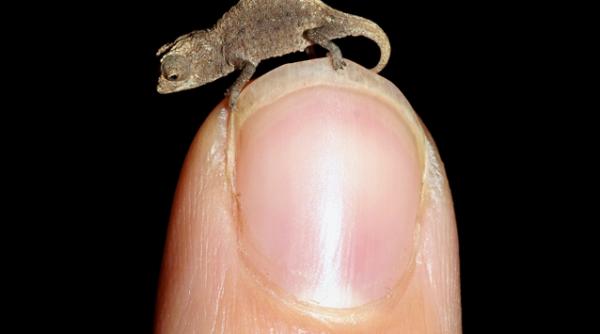 galerie foto a fost descoperit cel mai mic cameleon din lume vezi ce lungime are