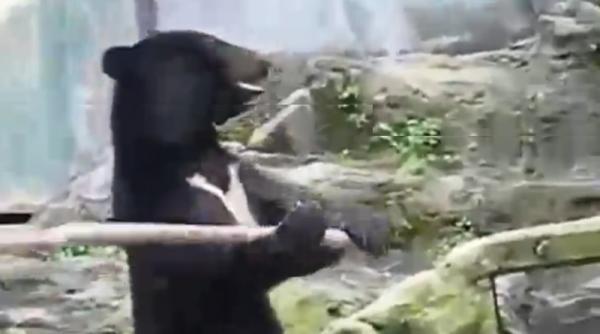 video ursii kung fu ambii sunt din asia ambii stiu sa manuiasca un ciomag cine ar castiga