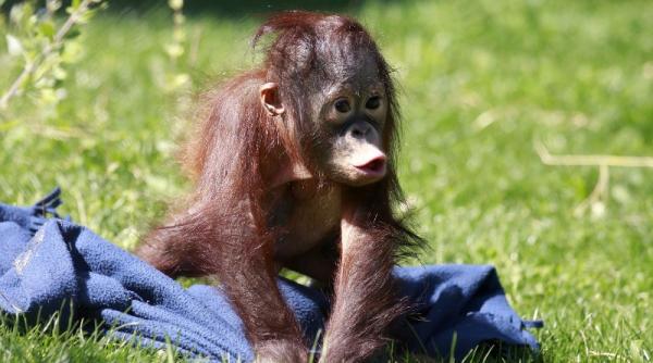nu este o gluma urangutanii din gradinile zoologice din sua primesc ipad uri vezi ce aplicatii folosesc maimutele video