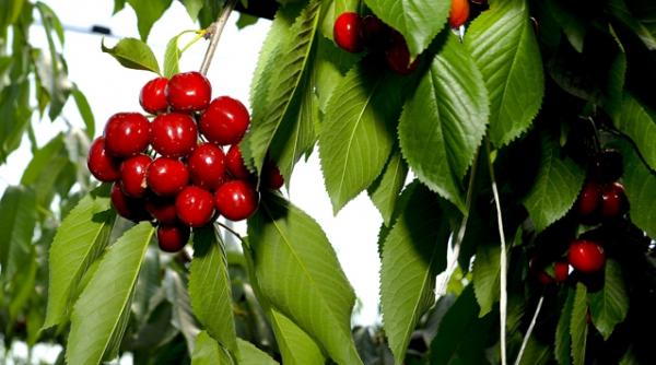 scapa de stres printr o dieta adecvata