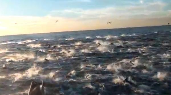 sute de delfini intr o cursa nebuna video