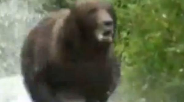 cum sa te comporti cand esti atacat de un urs video