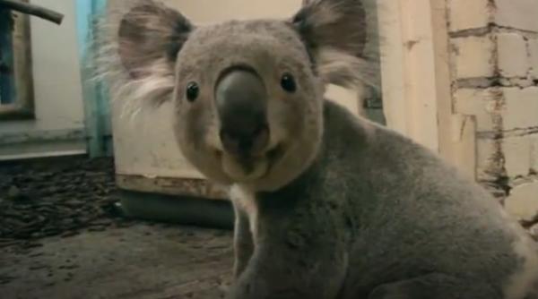 video un koala adorabil se distreaza la gradina zoologica din edinburgh
