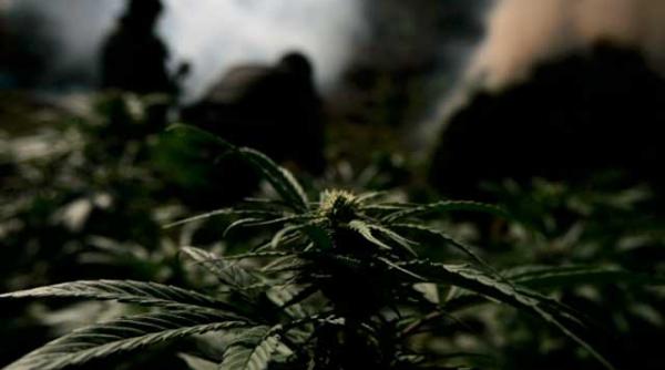 o localitate din spania pune la dispozitie teren agricol pentru cultivarea de marijuana