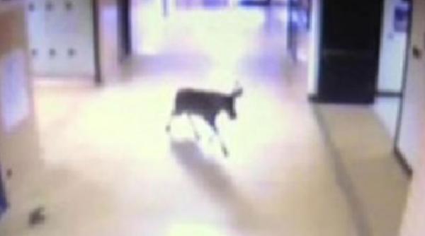 video o caprioara a speriat un liceu din carolina de nord