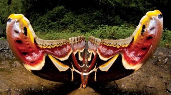 ea este atlas cea mai mare molie din lume video