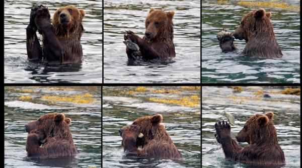 asta e cel mai destept urs din lume vezi de ce