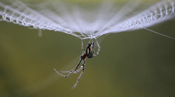 firele de paianjen folosite pentru realizarea coardelor de vioara