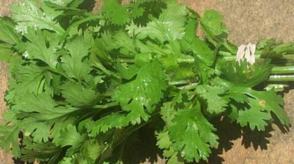 patrunjelul si citricele alunga oboseala