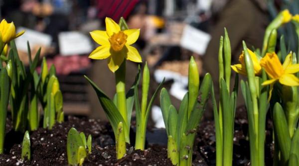 primavara mai are de asteptat de astazi vremea se raceste vezi prognoza pe trei zile