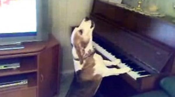 beethoveen in interpretarea unui caine patrupedul meloman a ajuns o senzatie pe internet video