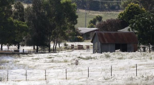 mii de paianjeni australieni s au refugiat din calea inundatiilor in fermele oamenilor galerie foto