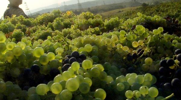 peste jumatate din vita de vie din judetul buzau a fost compromisa de gerul de luna trecuta