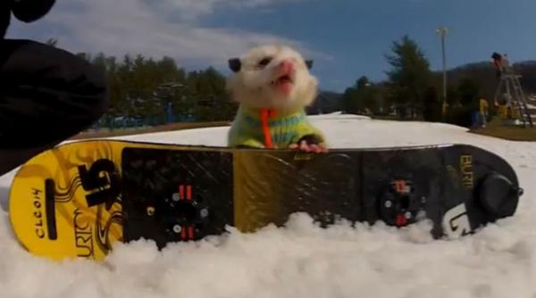 ratatouille se da cu placa vezi filmuletul cu cel mai bun snowboarder opusum care a fost vazut in cateva zile de mii de persoane