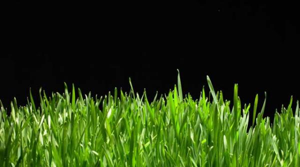 cancerul nu poate fi invins cu ajutorul plantelor