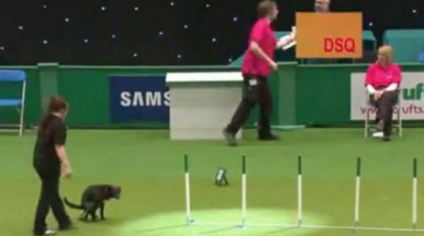 video un caine ar fi putut castiga un concurs celebru daca nu isi facea nevoile in mijlocul competitiei