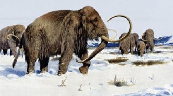 disparut in urma cu 10 000 de ani mamutul lanos va fi readus la viata prin clonare