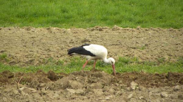 povesti cu pasari calatoare