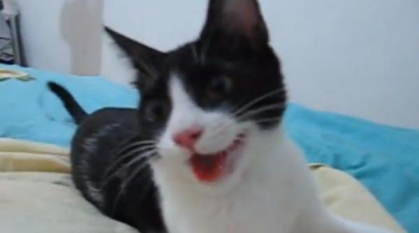 video o pisica se comporta ca un caine