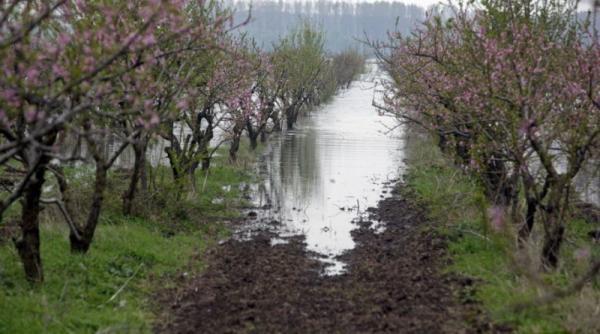 de ce sunt scumpe fructele romanesti nu doar mafia pietelor e raspunsul
