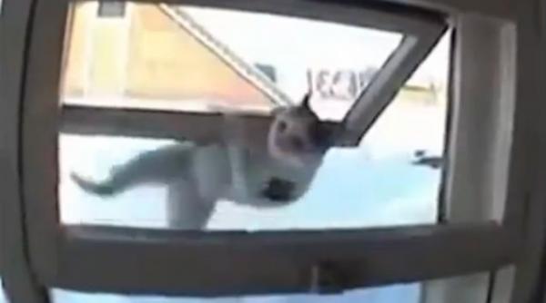 pisicile ninja fac furori pe youtube vezi filmuletul vazut in cateva zile de mii de persoane