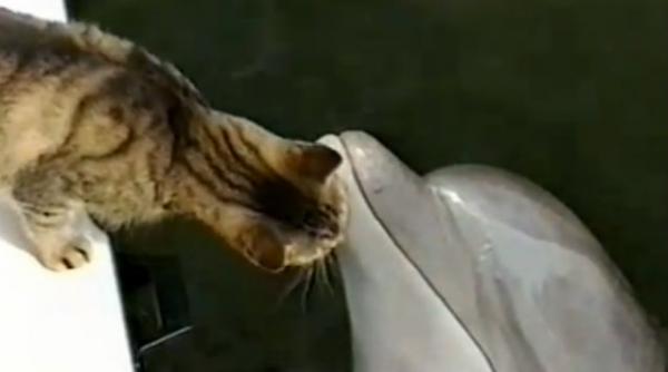 video prietenie surprinzatoare in lumea animalelor