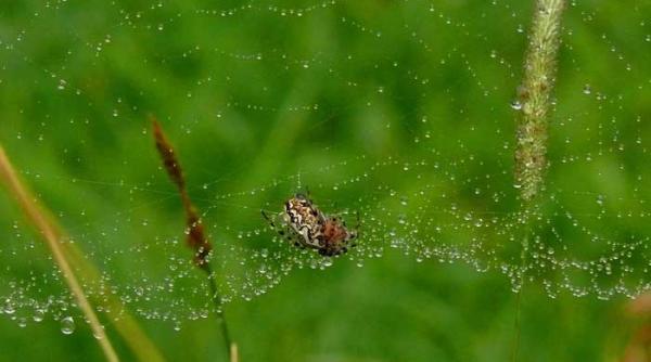 banali de elita si neatenti