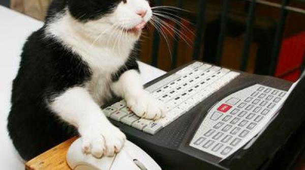 vezi cum o pisica tine ritmul unei melodii a rihannei video