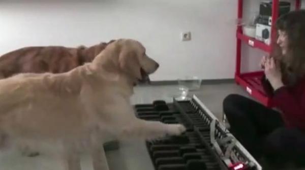 si cainii au talent doi caini interpreteaza la pian valsul puricilor video