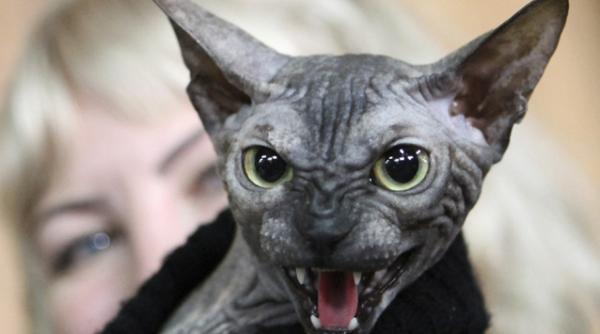 o pisica don sfinx cea mai infricosatoare felina din lume