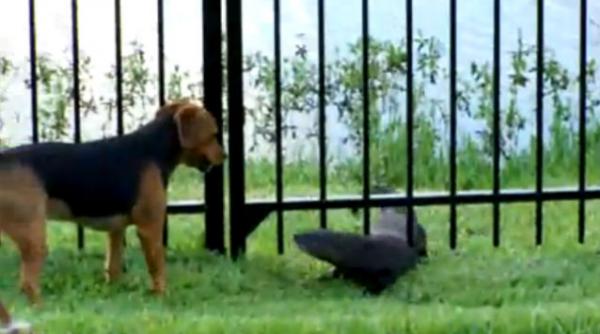 video cainele si vidra se joaca impreuna