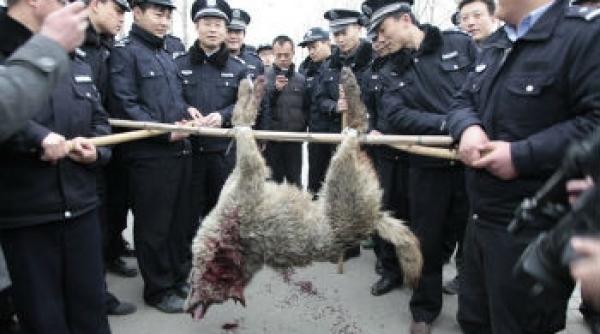 trupele swat chineze au ucis un lup care a facut sapte victime intr o saptamana localnicii cred ca ar fi vorba despre un varcolac video