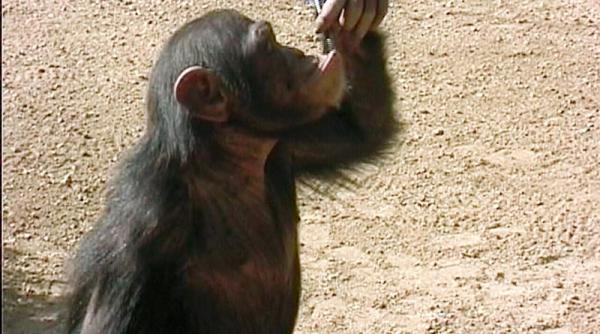 cercetatorii japonezi cred ca au gasit motivul pentru care oamenii au inceput sa mearga pe doua picioare