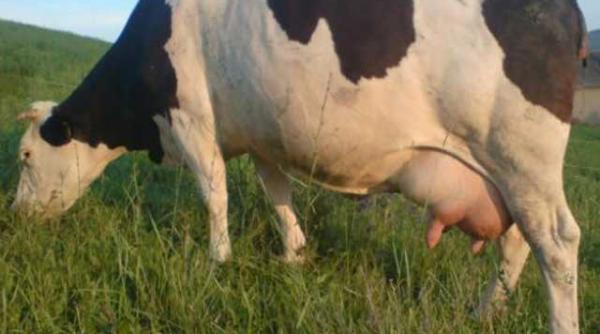 mica publicitate pe net schimb vaca baltata mare cuminte cu iphone4 htc sau samsung