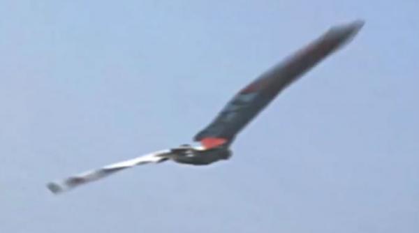 video primul om care zboara ca o pasare