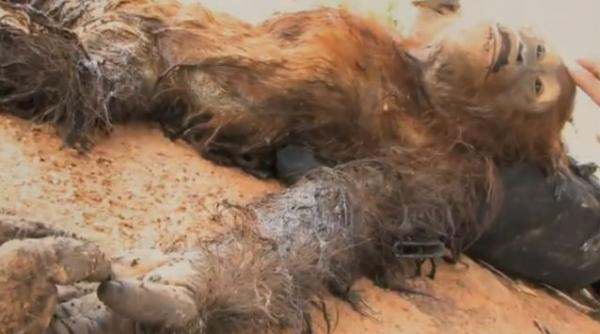 film impresionant despre violul planetei noastre 35 de premii internationale video