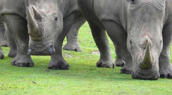 bufalaul o noua specie involvata in adrenalimba romana