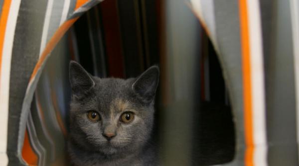 cum supravietuiesc pisicile cand cad de la zeci de metri biologii fizicienii si veterinarii explica