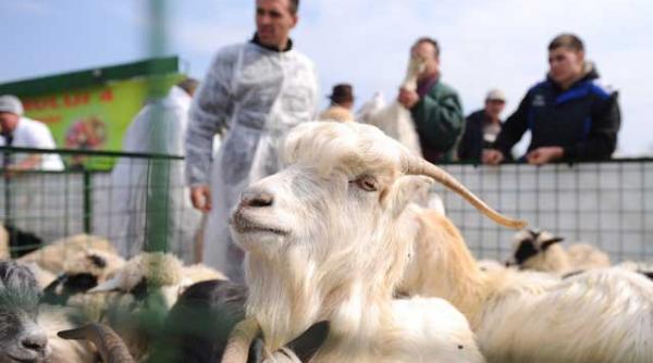 mieii romanesti scumpi chiar si pentru occidentali ciobanii tin preturile prea sus