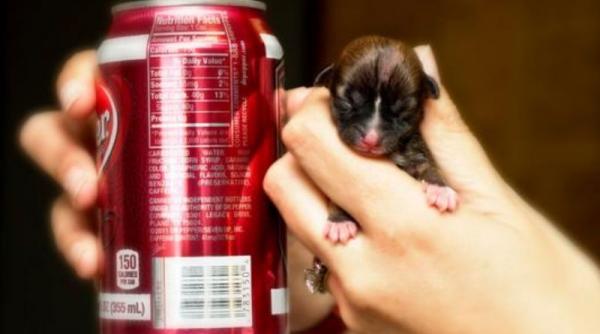 cainele care incape intr o lingura s a nascut prematur dar s a incapatanat sa traiasca