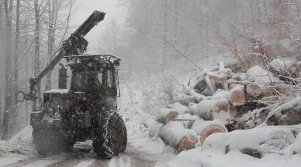 de ce ramanem fara paduri romsilva a gasit vinovatul ciocanul de marcat