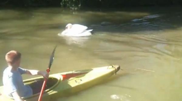 video o lebada sperie englezii tyson ataca pe oricine se apropie de teritoriul ei