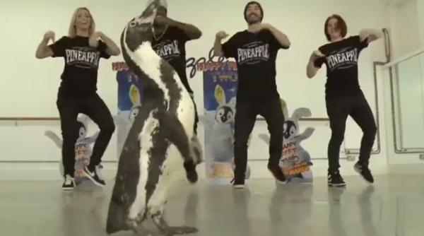 video patru pinguini reali au dansat la lansarea animatiei happy feet 2 pe dvd